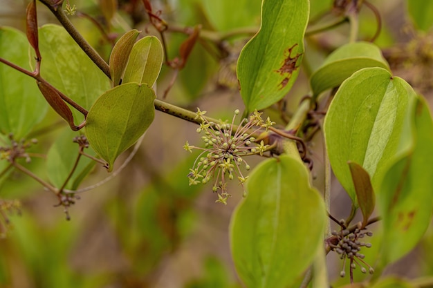 Greenbrier Angiosperme Plante du genre Smilax