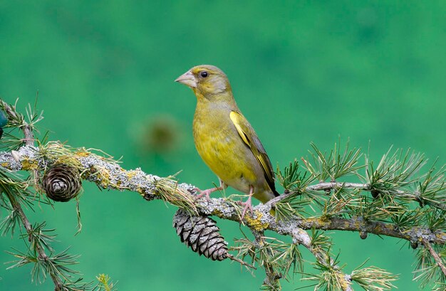 Photo greenfinch carduelis chloris mâle unique sur la branche du comté de warwickshire