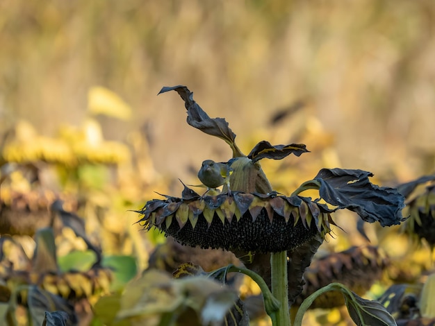 Greenfinch européen sur les tournesols paysage d'automne