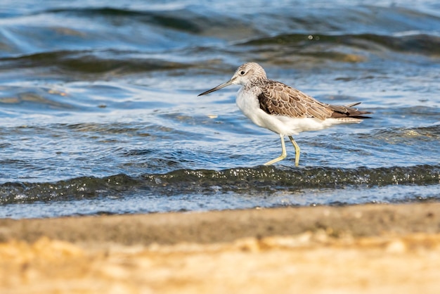 Greenshank dans le parc naturel de l'Albufera de Valence