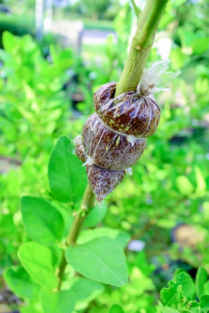 greffe d&#39;arbre de technique agricole sur la branche de tilleul