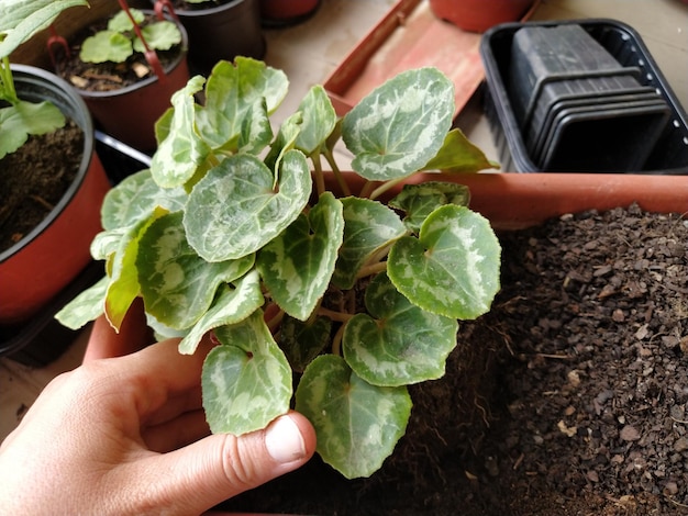 Greffe de cyclamen à la maison Des mains féminines travaillent avec des outils de sol et des pots de fleurs Travaux de printemps sur le balcon ou la terrasse Floriculture et production végétale à domicile Feuilles vertes racines et tubercule de cyclamen