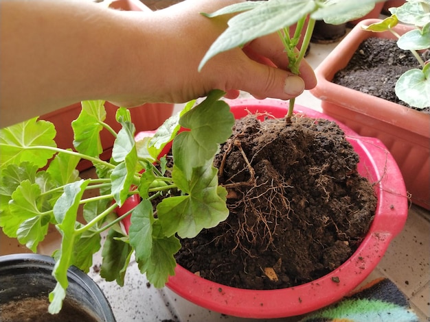 Greffe de géranium à la maison Des mains féminines travaillent avec des outils de sol et des pots de fleurs Travaux de printemps sur le balcon ou la terrasse Floriculture et production végétale à domicile Feuilles vertes et racines de pélargonium