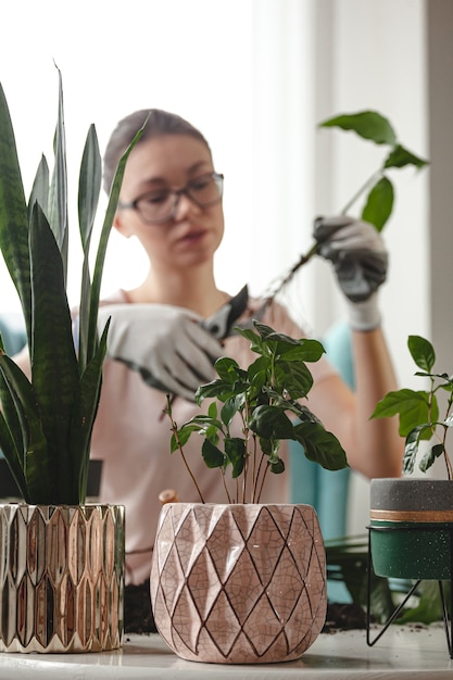 Greffe de plantes, plante d'intérieur de soins de femme et plante de repiquage