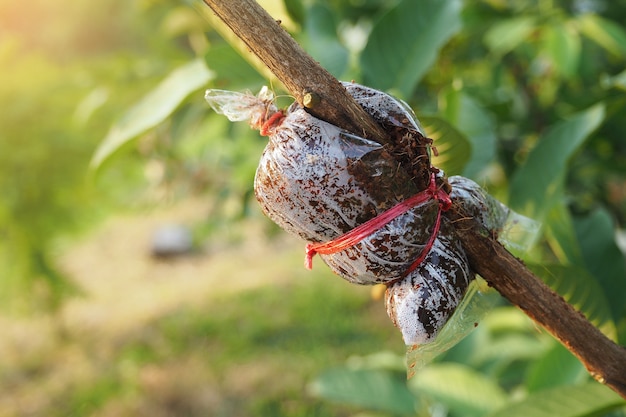 Greffier de goyave dans une ferme agricole