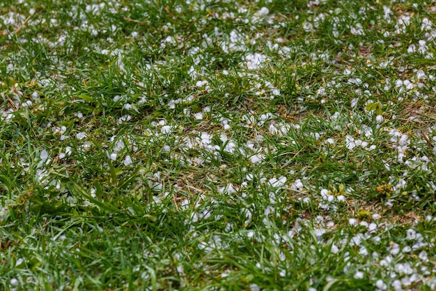 Photo grêle de glace blanche sur l'herbe verte après la tempête estivale