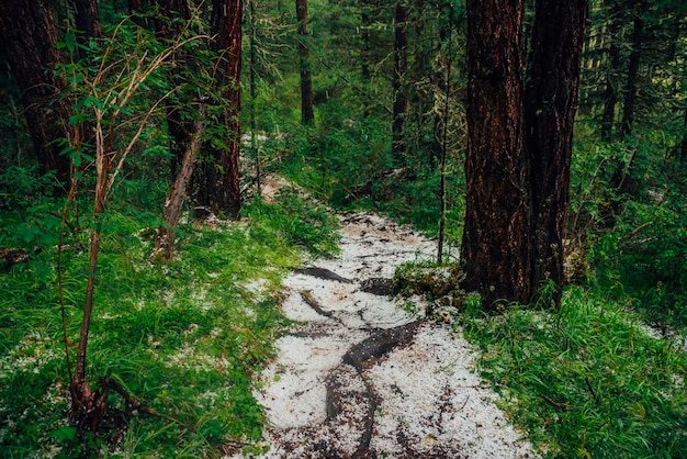 Grêle sur sentier dans la sombre forêt de conifères