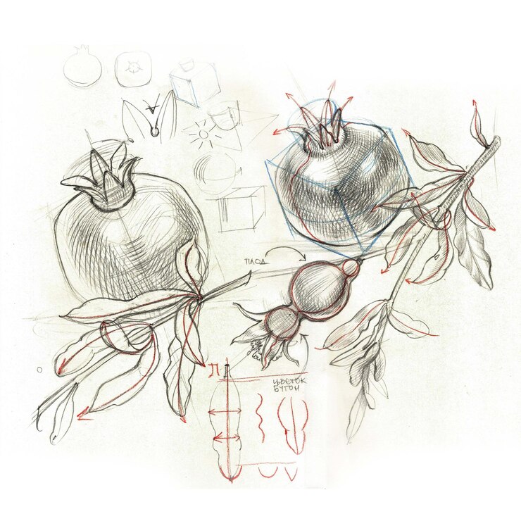 Grenade avec feuilles graphiques illustration isolé sur fond blanc