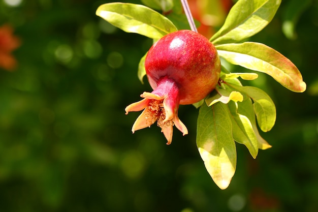 Grenade fruit mûrissant accroché à une branche d'arbre avec des feuilles