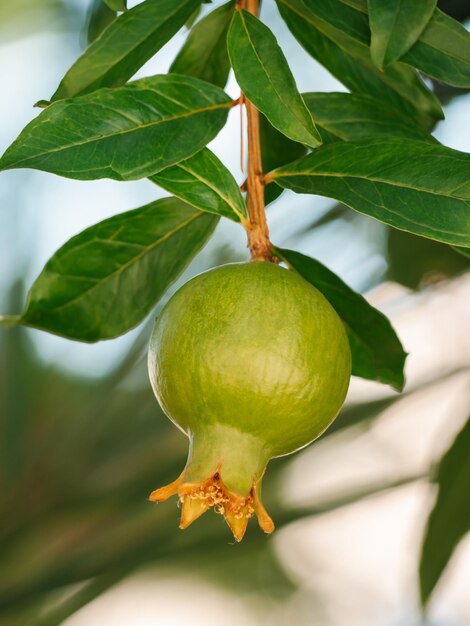 Grenade verte sauvage non mûre sur un arbre mise au point sélective de plus en plus de fruits de grenade dans le jardin puni