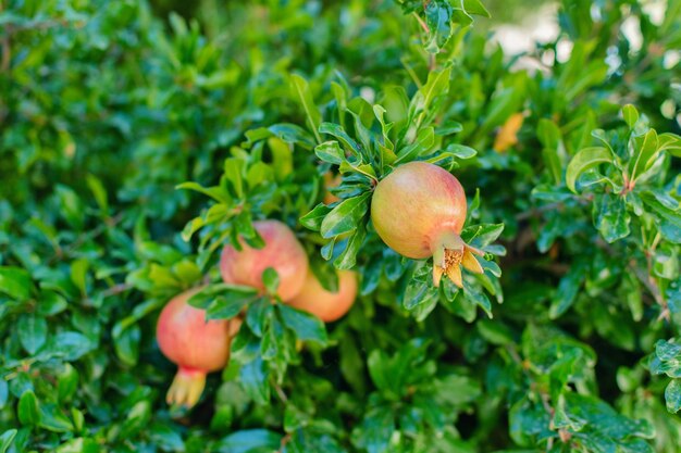 Photo des grenades mûres sur l'arbre prêtes à être récoltées