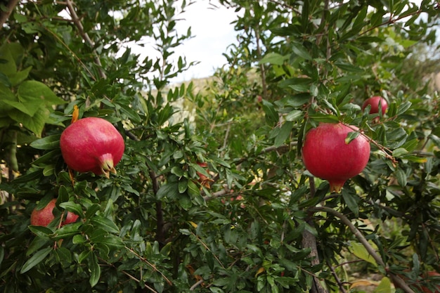 Grenades mûres sur l'arbre