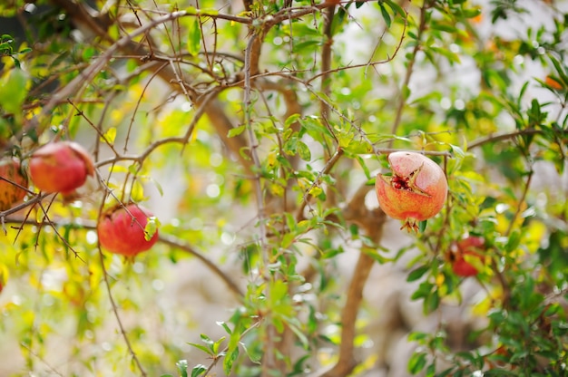 Grenades mûres s&#39;ouvrant sur l&#39;arbre