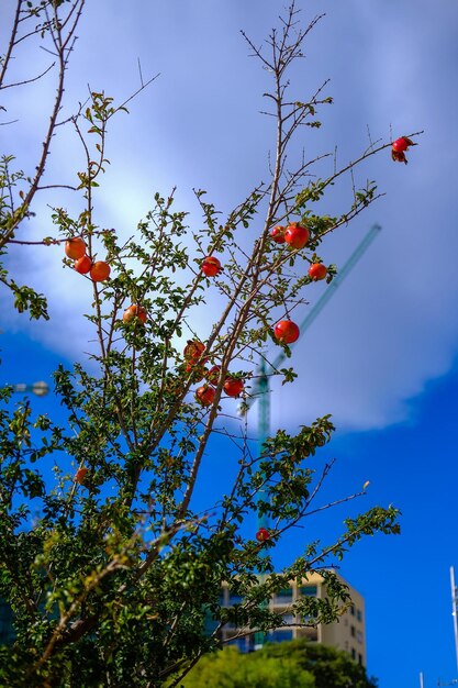 Grenadier sur ciel bleu