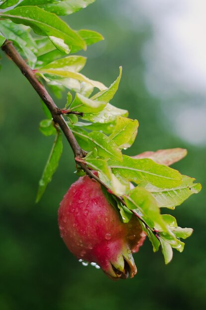 Grenadier dans le jardin avec des fruits mûrs rouges sur la branche se bouchent. Aliments sains biologiques