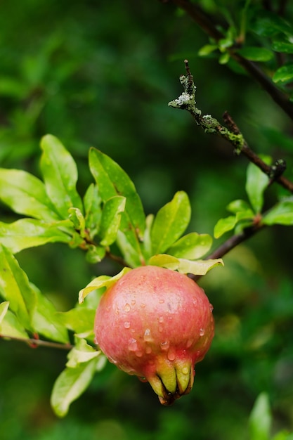 Grenadier dans le jardin avec des fruits mûrs rouges sur la branche se bouchent. Aliments sains biologiques