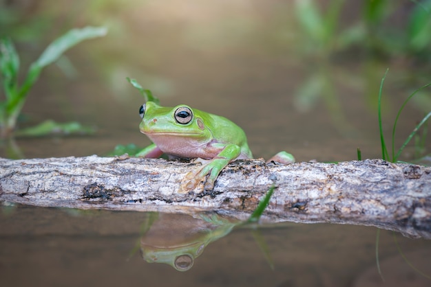 Grenouille arboricole sur une brindille dans un lac