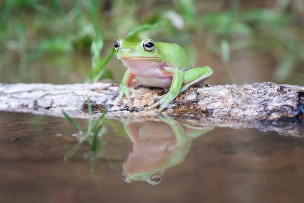 Photo grenouille arboricole sur une brindille dans un lac