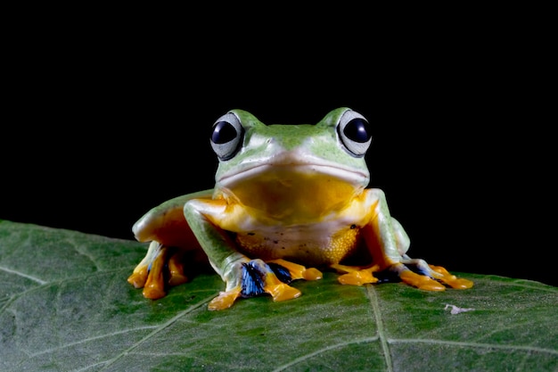 Grenouille arboricole de Javan gros plan sur les feuilles vertes sur fond noir