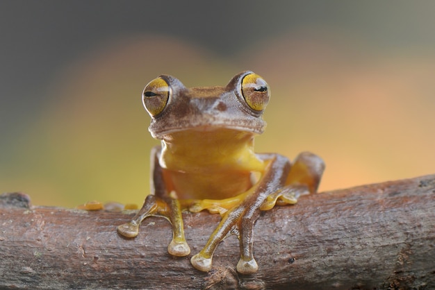 Grenouille arboricole Potrait