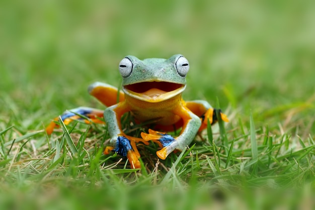 Photo la grenouille arboricole volante comme si elle riait