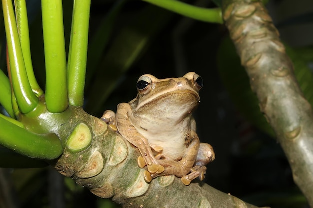 grenouille d'arbre d'asie sur une branche