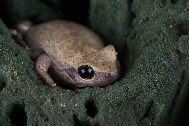 Grenouille d'arbre de dessert se cachant dans le trou