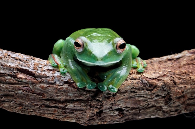 Grenouille d'arbre de jade assis sur une branche avec un fond noir, Rhacophorus dulitensis, gros plan animal