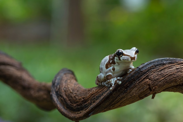 Une grenouille assise sur une branche d'arbre