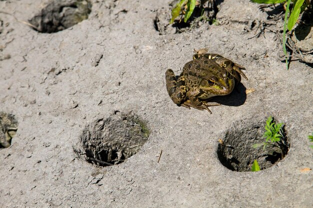 Grenouille assise sur une structure en béton