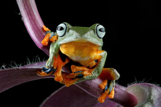 Une grenouille au nez jaune et aux yeux noirs est assise sur une branche.