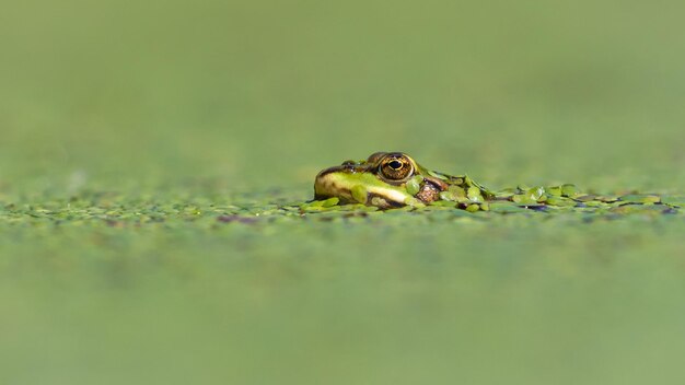 Photo grenouille au niveau des yeux