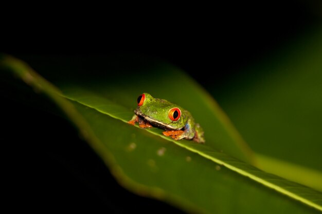 Grenouille aux yeux rouges assis sur une feuille verte