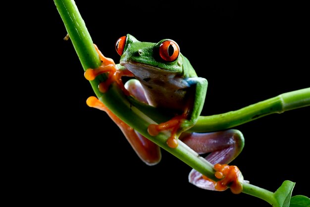 La grenouille aux yeux rouges dans la brousse