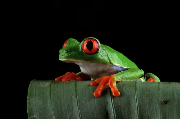 Grenouille aux yeux rouges gros plan sur les feuilles vertes