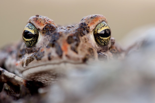 Grenouille aux yeux verts bombés