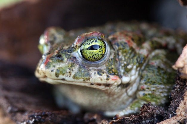 Grenouille aux yeux verts bombés