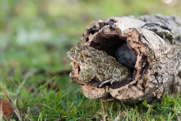 Grenouille aux yeux verts bombés