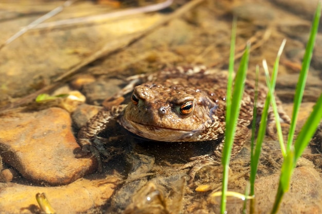 Grenouille brune dans l'eau