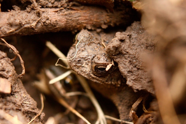 Photo grenouille cachée dans la boue