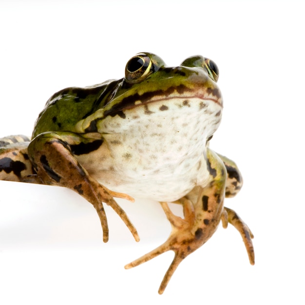 Photo grenouille comestible devant un fond blanc