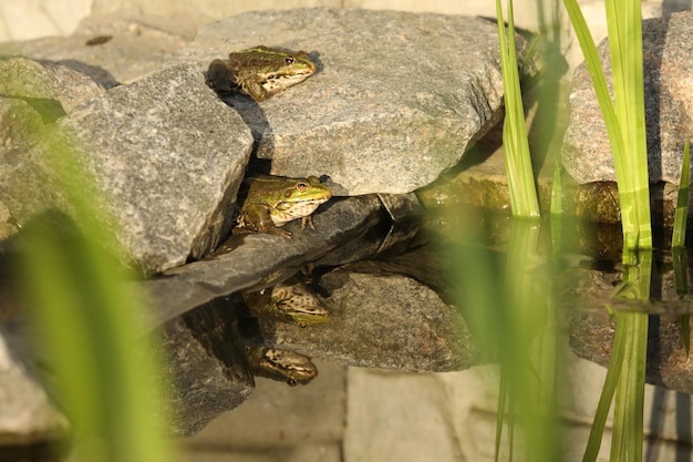 Photo grenouille comestible verte dans l'eau avec de l'herbe