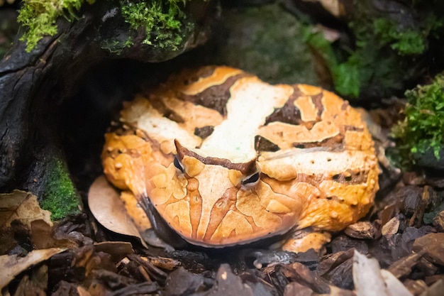 Grenouille cornue d'Amazonie Ceratophrys cornuta gros plan