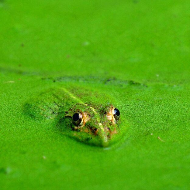 La grenouille dans l'étang couvert de mousse