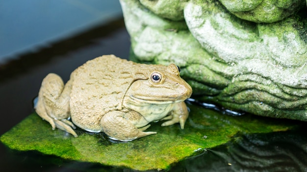 Photo une grenouille dans un étang.