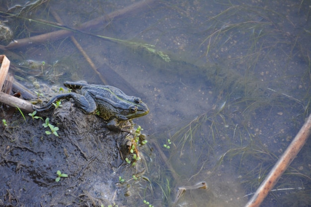 Grenouille Dans L'étang.