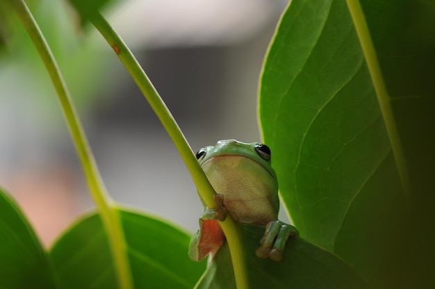 grenouille dans la feuille grenouille dans l'herbe