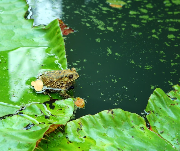 Grenouille dans le lac