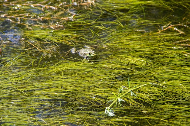 Grenouille dans les marais