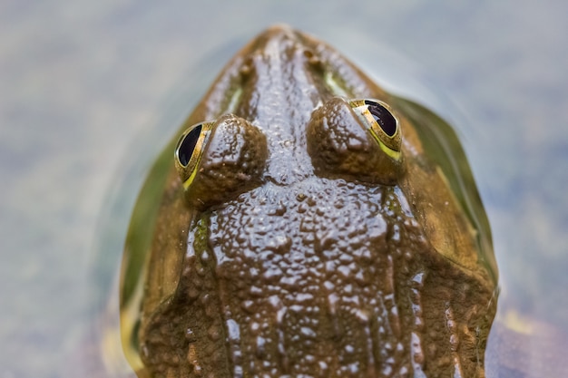 Grenouille dans la nature fond de l&#39;eau